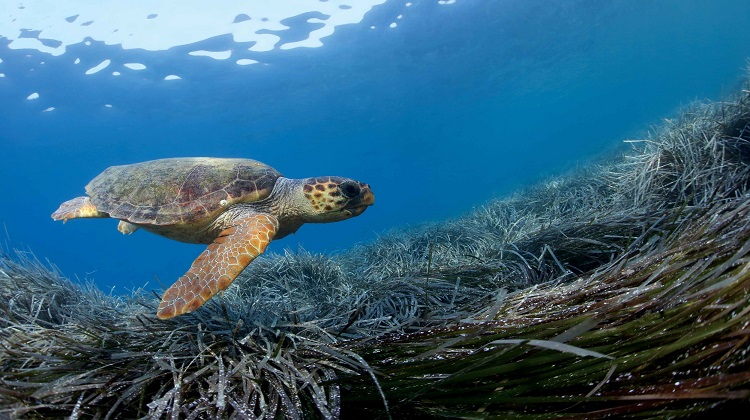 Die bemerkenswerte Vielfalt des Adriatischen Meeres entdecken: Kroatiens marines Wunder